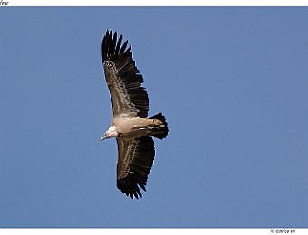 Animali 015